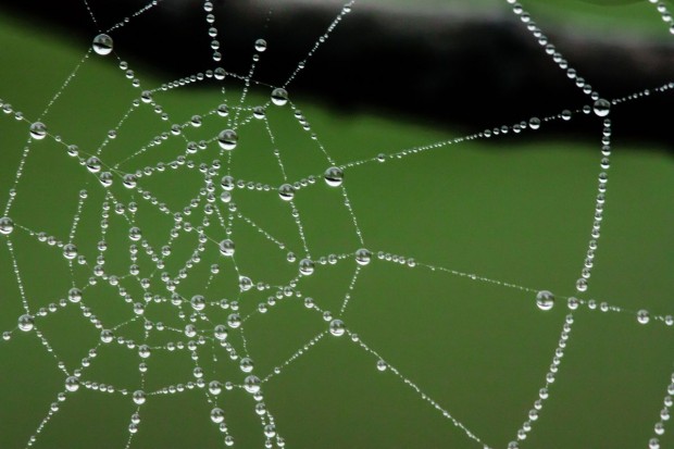 spider